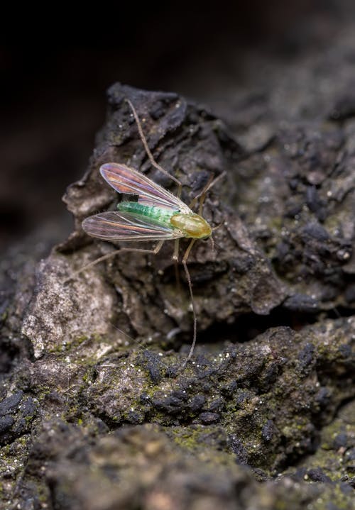 Close-up of a Fly Sitting on a Rock 