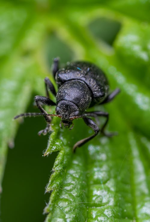 Δωρεάν στοκ φωτογραφιών με beetle, γκρο πλαν, έντομο