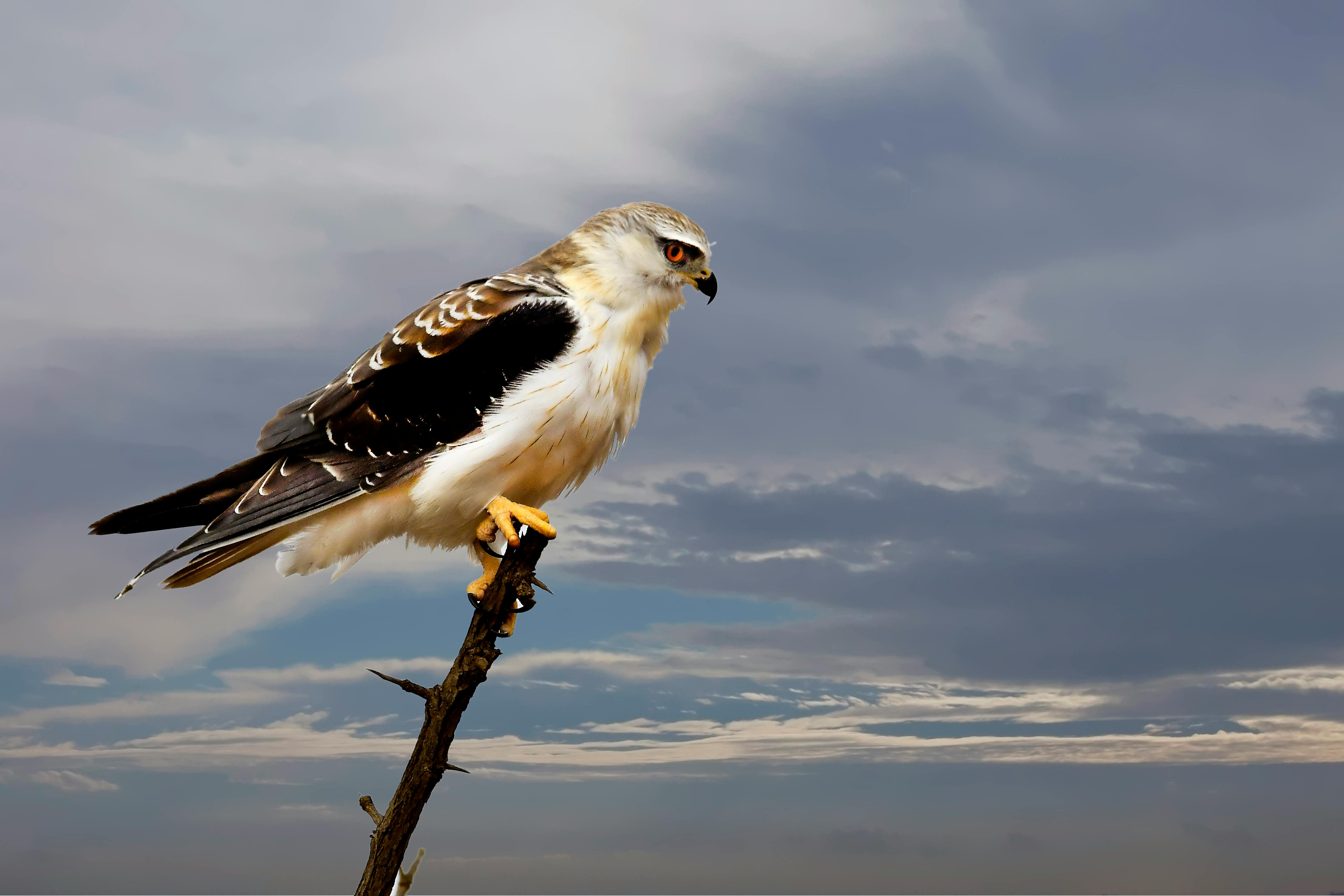 selective focus of bald eagle