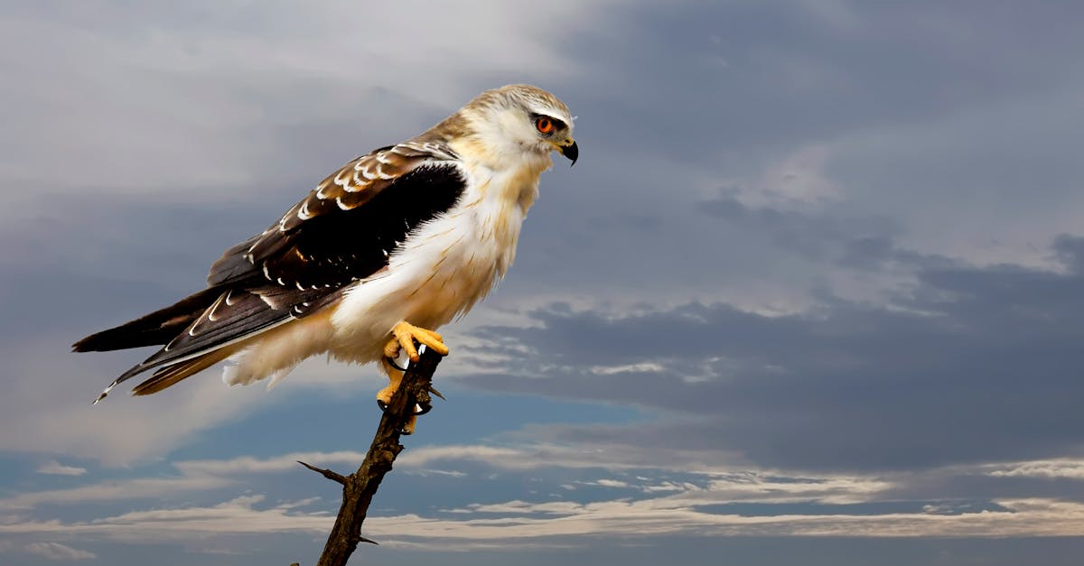 Free stock photo of bird, bird of prey, eagle