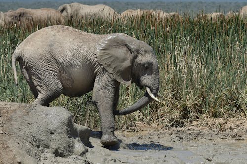 Słoń Chodzi Po Kałuży