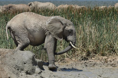 Elephant Walks on Puddle