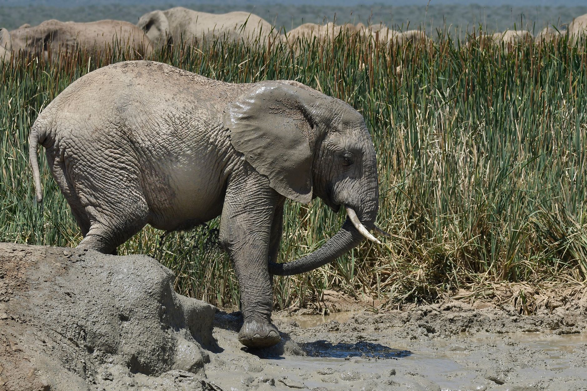 Majestic African elephant enjoys a mud bath in a natural habitat in South Africa.