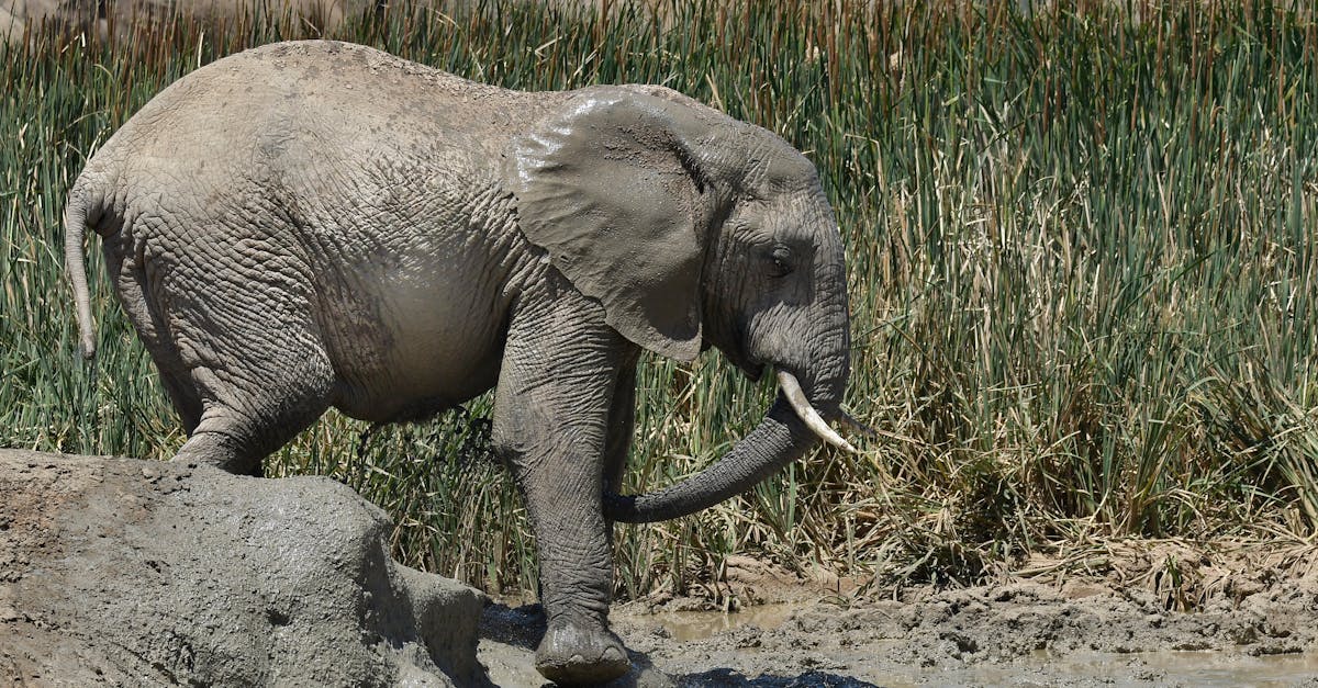 Free stock photo of animal, elephant, safari