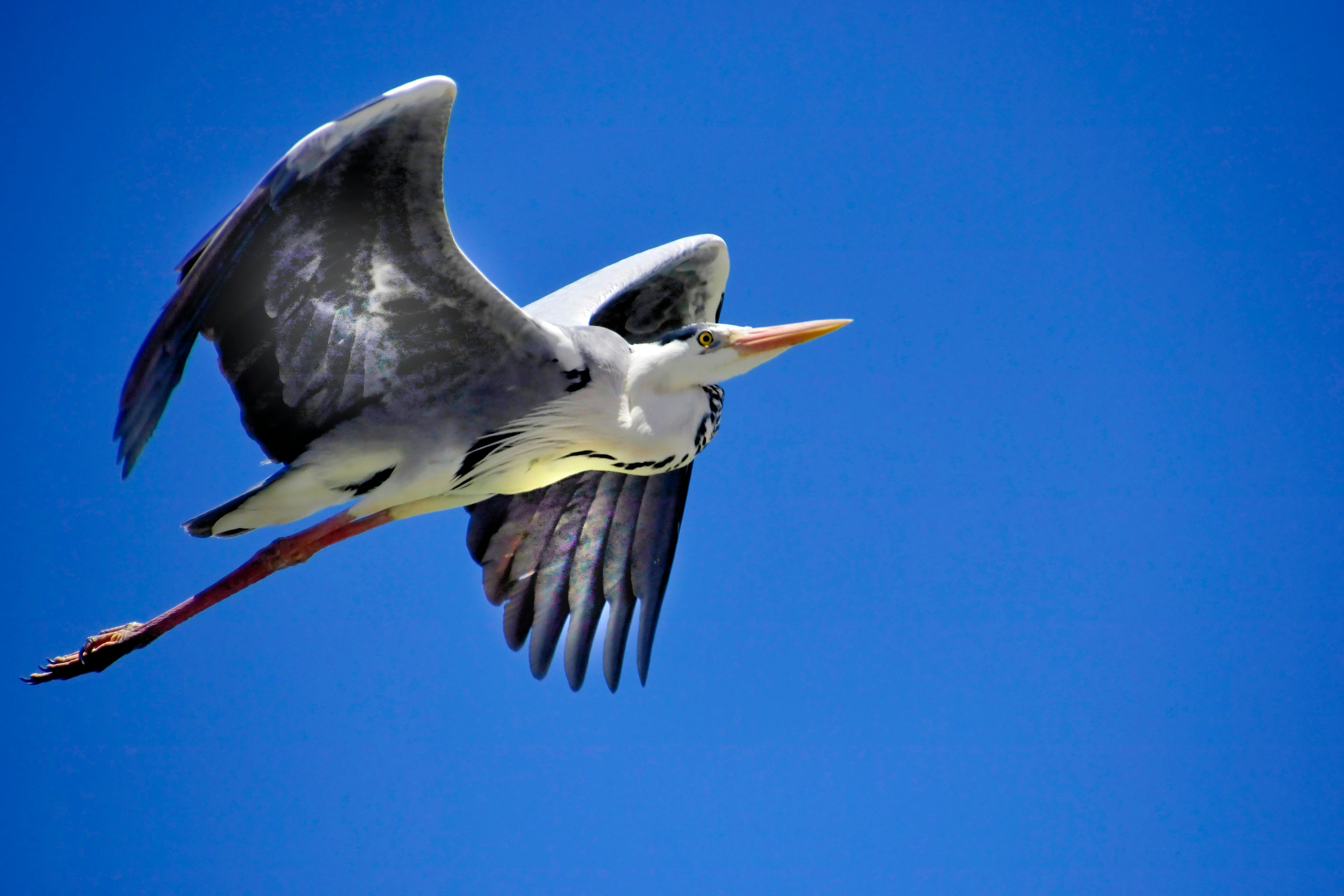Free stock photo of bird in flight, coastal bird, wild bird
