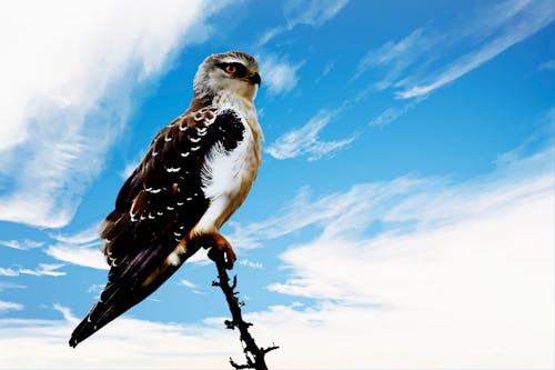 White and Brown Eagle