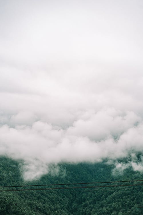 Základová fotografie zdarma na téma bílé mraky, husté mraky, les