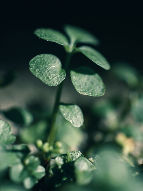 Free Detailed macro photograph of vibrant green clover leaves with selective focus, showcasing natural beauty. Stock Photo