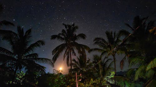 Free stock photo of astrophotography, coconut trees, dark night