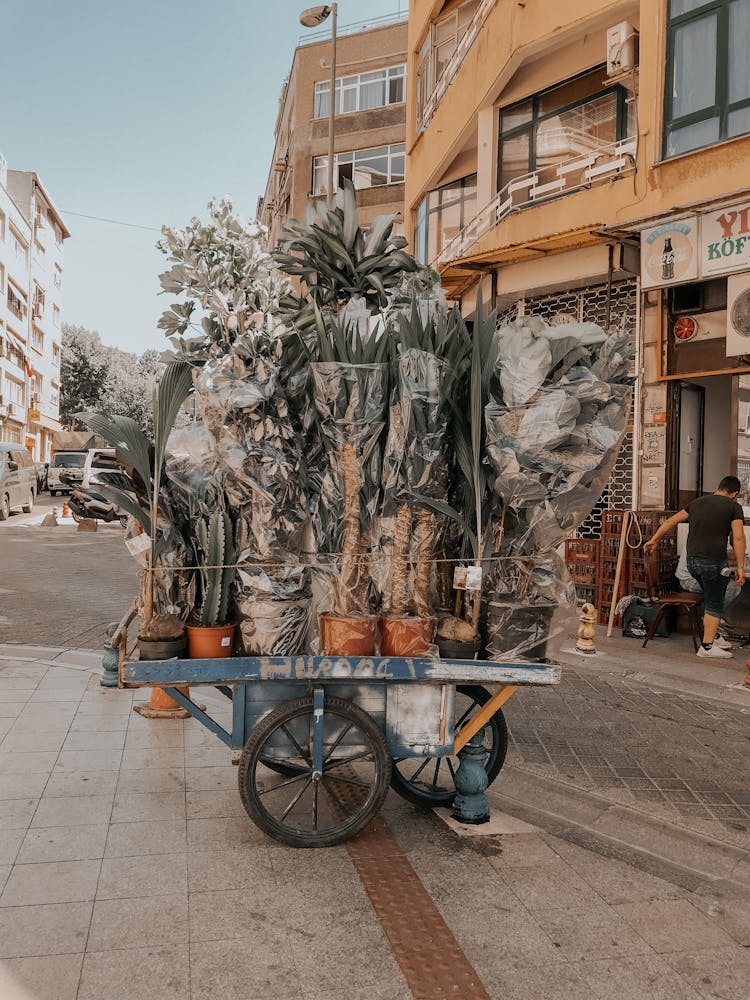 A Cart Full Of Tropical Houseplants Standing On A Sidewalk In City 