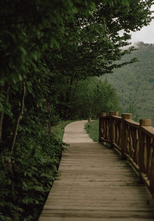 Brown Wooden Pathway near Trees