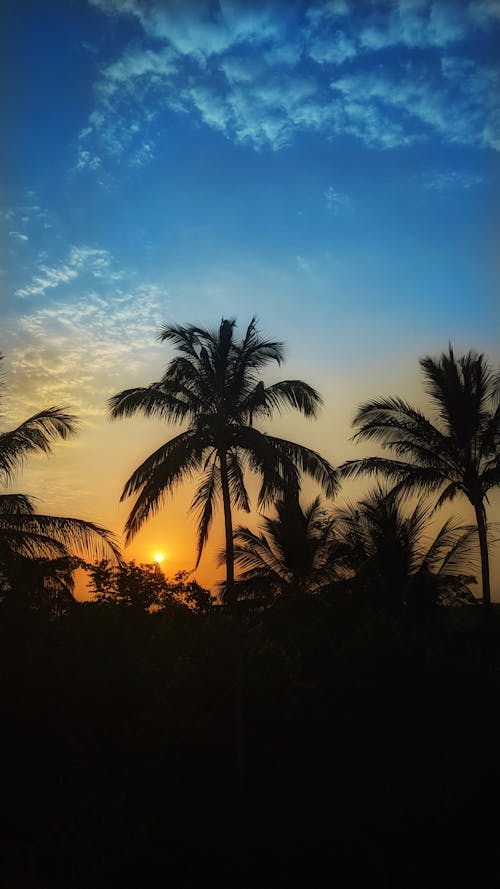 Free stock photo of atmospheric evening, clouds in the sky, coconut trees