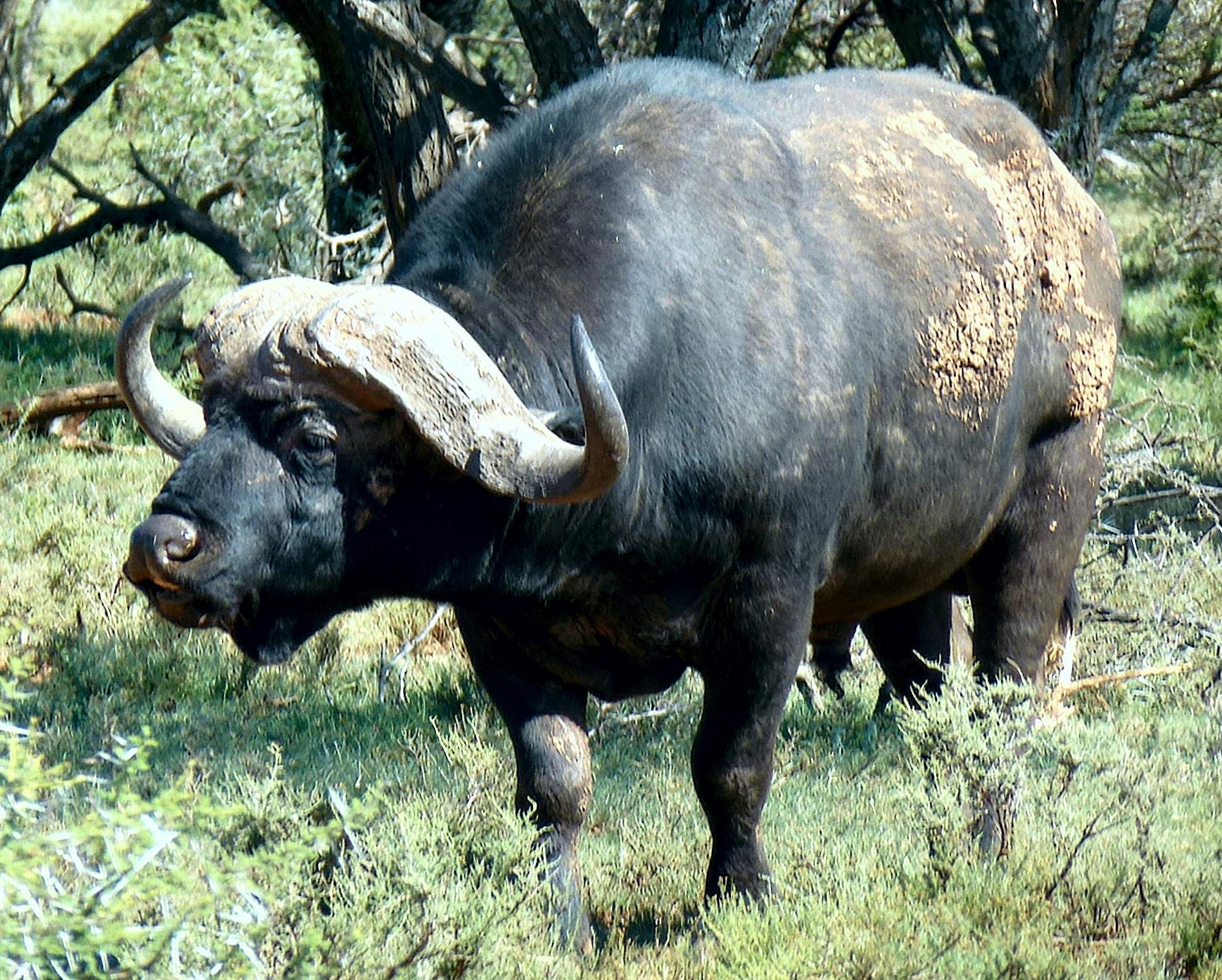 Free stock photo of african buffalo, nature, south africa