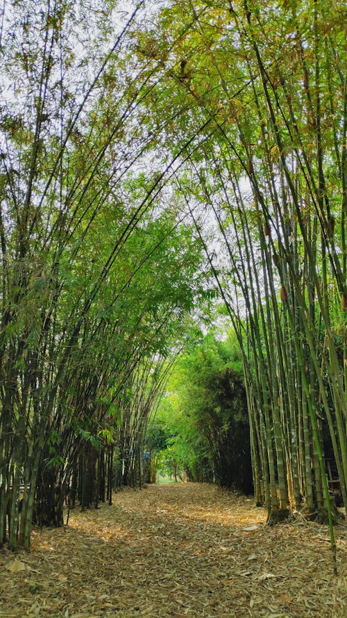 Základová fotografie zdarma na téma bambus, chodník, hnědé listy