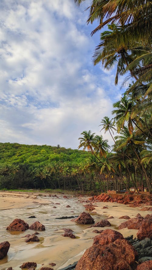 Základová fotografie zdarma na téma kokosový ořech, modrá obloha, palma