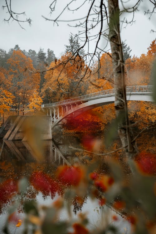 Základová fotografie zdarma na téma jezero, listy, most
