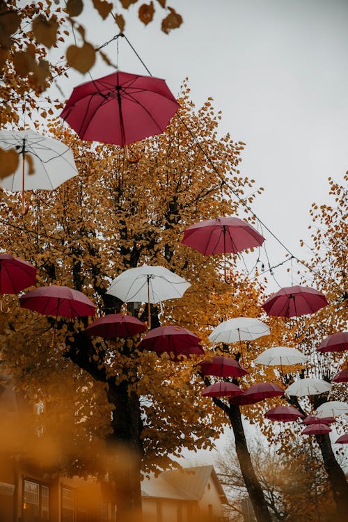 Umbrellas in a Town in Autumn