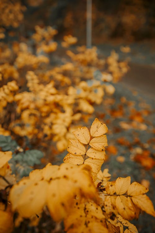 Darmowe zdjęcie z galerii z jesień, liście, pionowy strzał