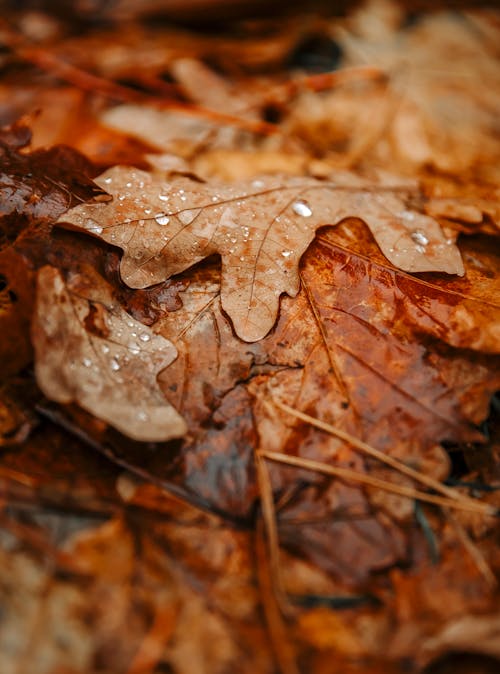 Close up of Leaves in Autumn