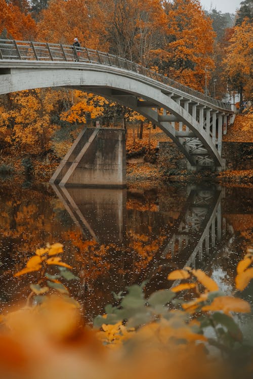 Foto stok gratis atmosfera de outono, danau, Daun-daun