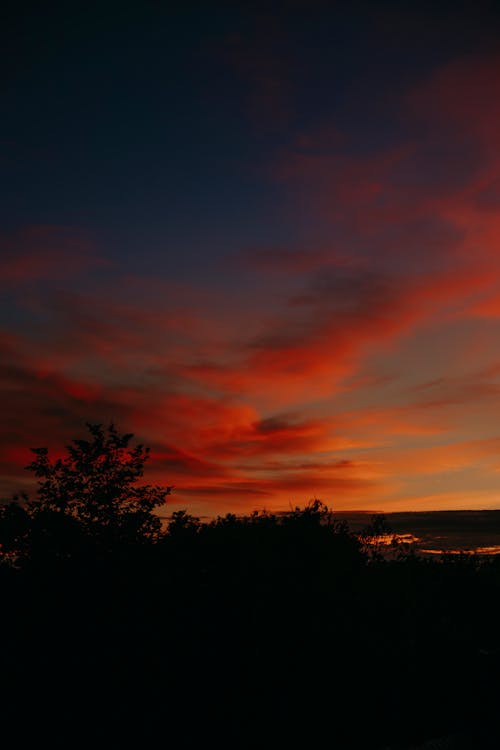 Silhouette of Trees during Beautiful Sunset