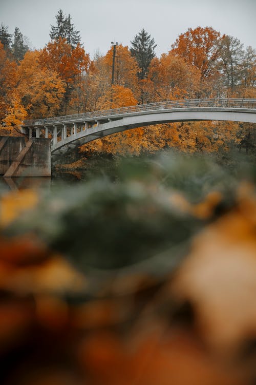 Kostenlos Kostenloses Stock Foto zu atmosfera de outono, bäume im herbst, brücke Stock-Foto