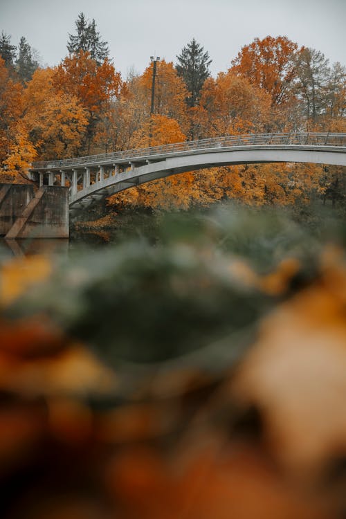 Foto stok gratis alam, atmosfera de outono, jembatan