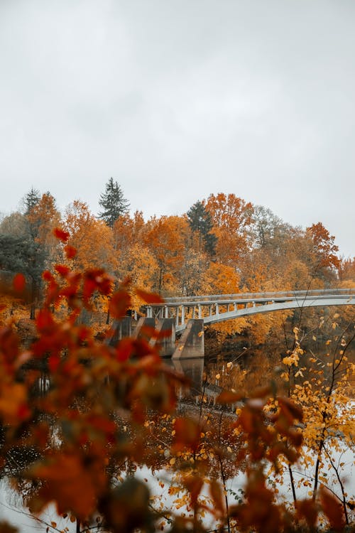 Kostnadsfri bild av bro, broar, färgrik