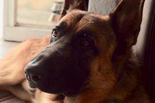Free stock photo of animal photography, dog, german shepherd