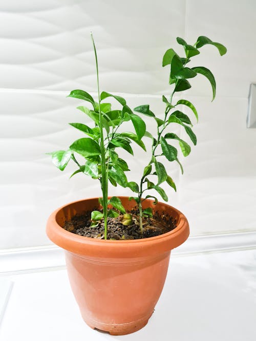 bitki, dikey atış, ev bitkisi içeren Ücretsiz stok fotoğraf