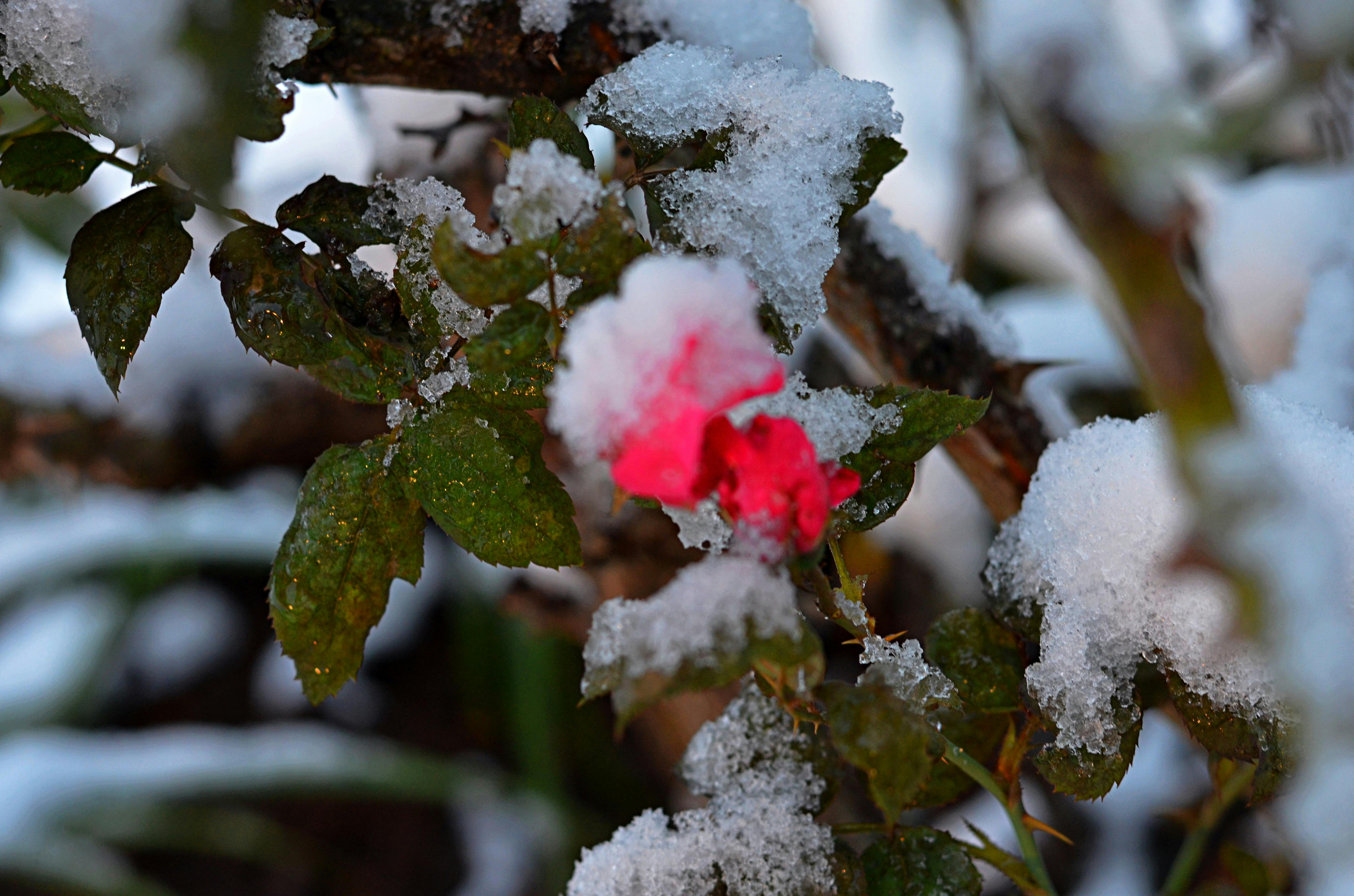Free stock photo of beautiful flowers, frozen flower, Pink Rose