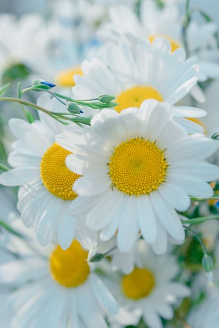 Close-up view of vibrant white daisies blooming outdoors with a soft focus background.