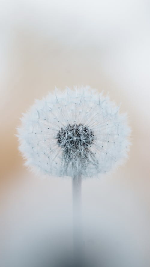 A Beautiful Dandelion in Close-up Photography