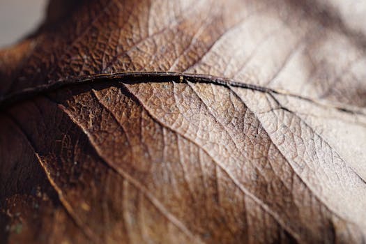 Dried Leaf by Tina Nord