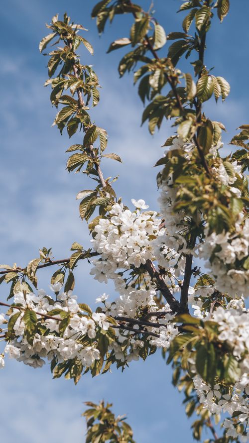 Free Beautiful white cherry blossoms blooming on tree branches against a vibrant blue sky. Stock Photo