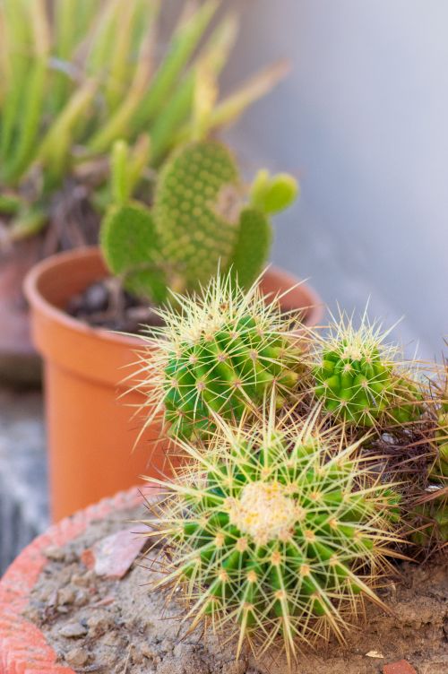 Free Vibrant potted cacti in sunlight, showcasing nature's resilience in urban Kolkata. Stock Photo