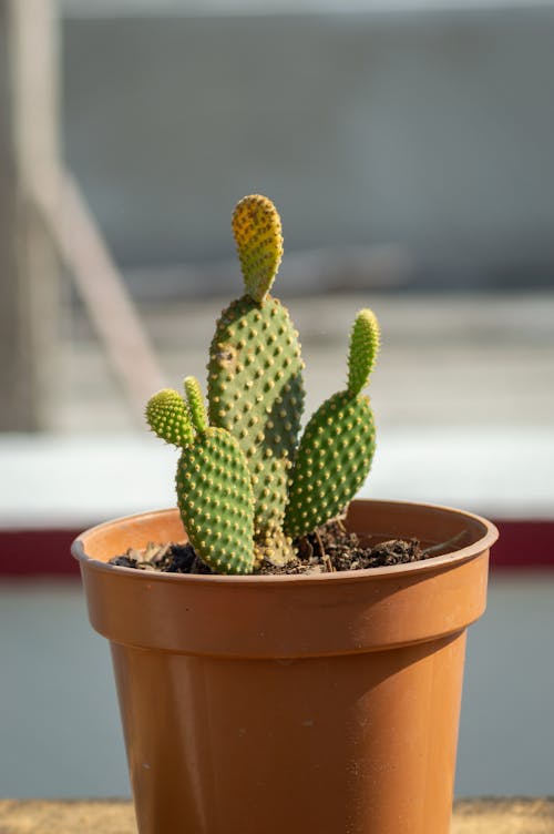 Green Cactus in Brown Clay Pot