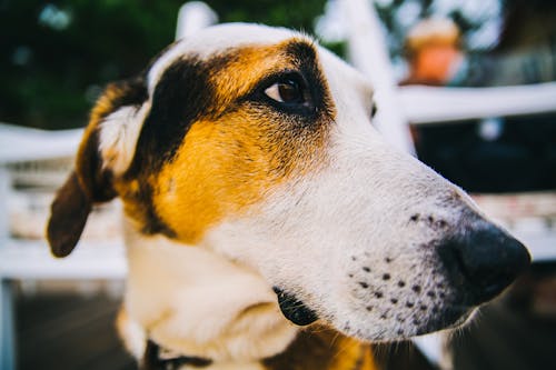 Driekleurige Kortharige Hond In Close Upfotografie