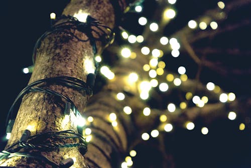 Cadena De Luces Amarillas En árbol Marrón