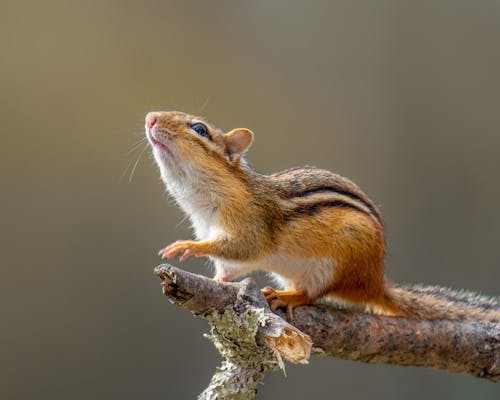 A Close-Up Shot of a Chipmunk on a Branch