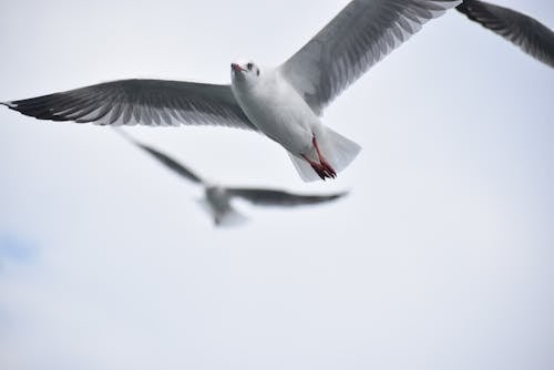 Photos gratuites de animal, faune, mouette