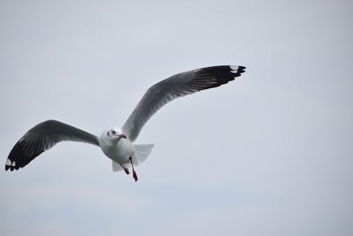 White and Black Bird Flying