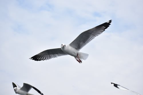 White Birds Flying