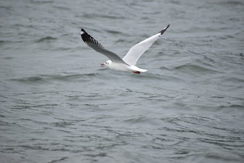 White Bird Flying Above A Body of Water