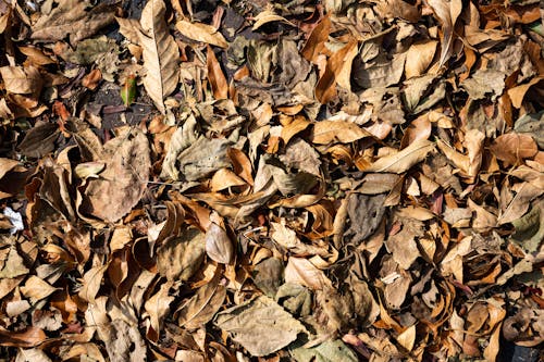 Free stock photo of autumn, background, leaves Stock Photo