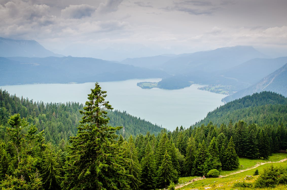 Imagine de stoc gratuită din arbori, cale, cer