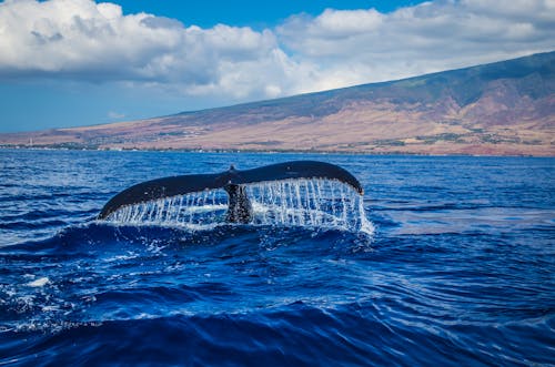 Free Photography of Whale Tail in Body of Water Stock Photo