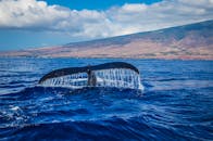 在夏威夷风景如画的海岸线附近，雄伟的鲸鱼尾巴在蓝色的海洋中充满活力地飞溅