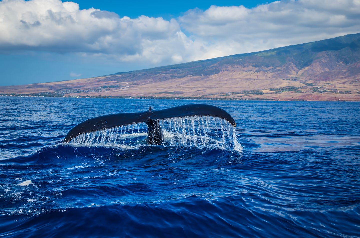 A humpback whale tail above blue water off a Hawaiian shoreline