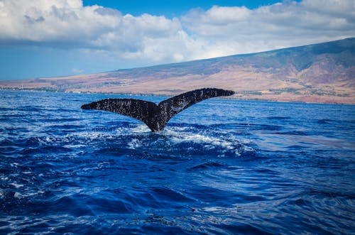 Immagine gratuita di balena, coda, hawaii